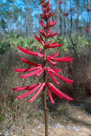 Erythrina herbacea