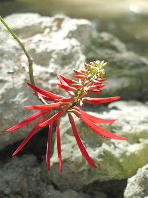 Erythrina herbacea