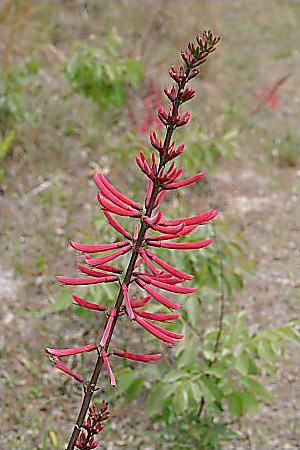 Erythrina herbacea