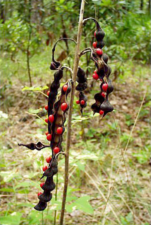 Erythrina herbacea