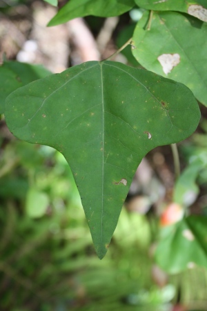 Erythrina herbacea