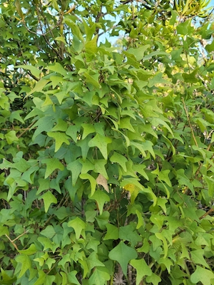 Erythrina herbacea