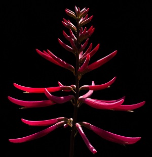 Erythrina herbacea