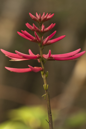 Erythrina herbacea