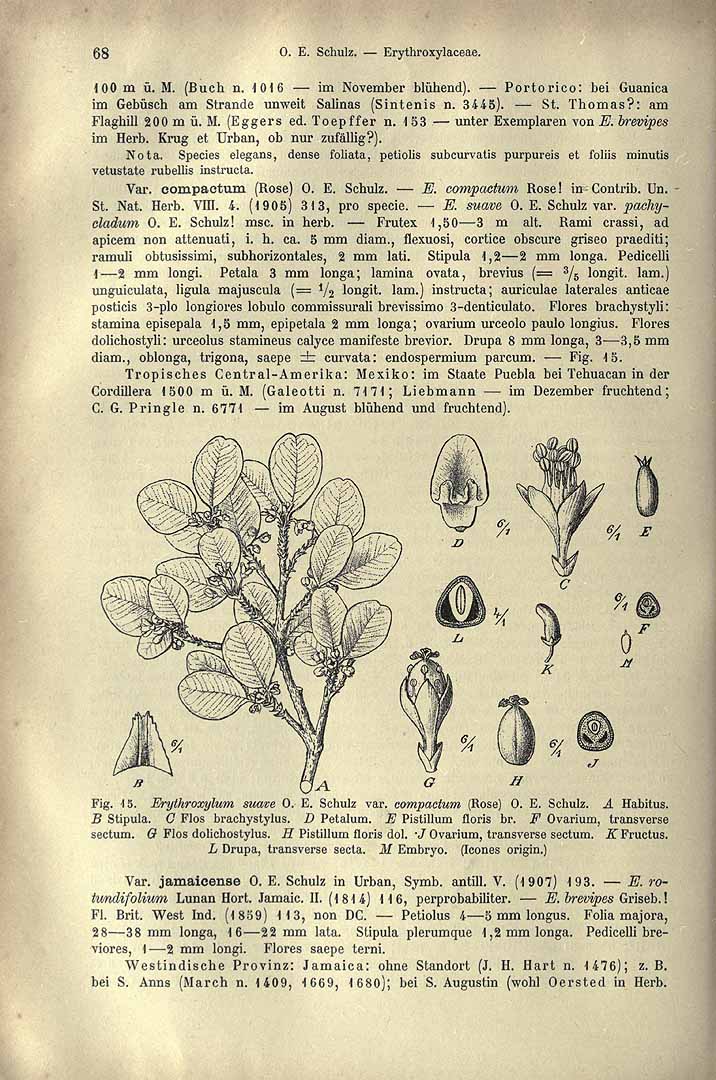 Erythroxylum rotundifolium