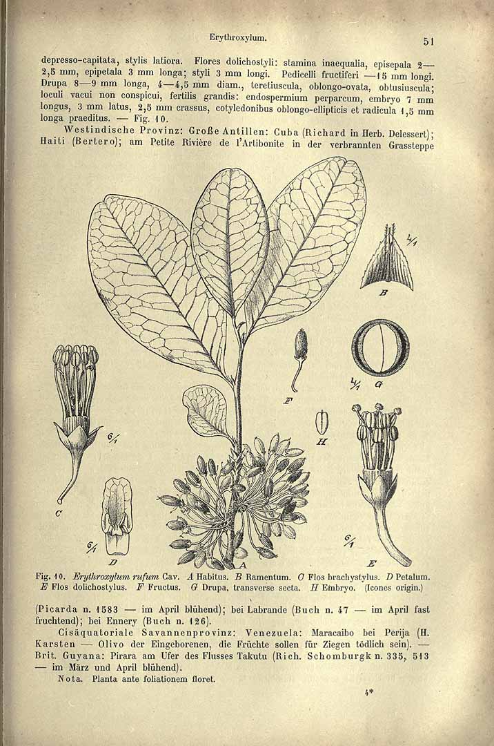 Erythroxylum rufum