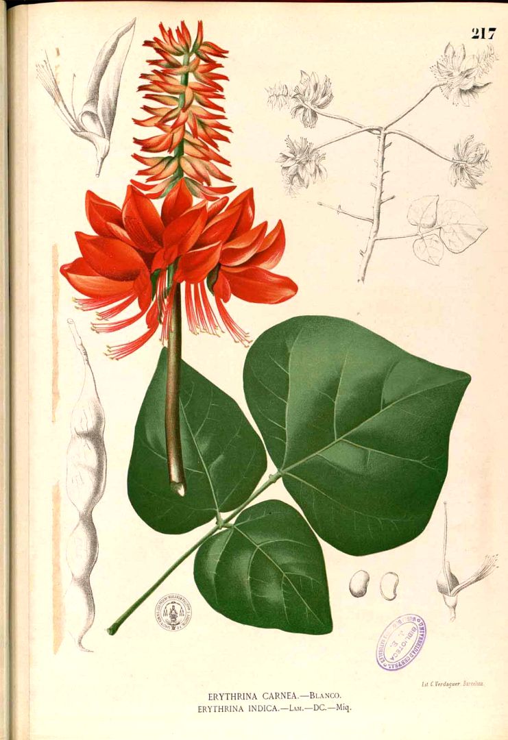 Erythrina variegata