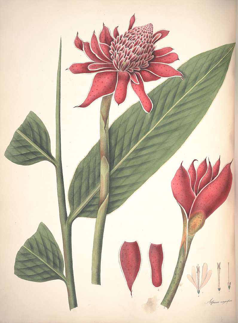 Etlingera elatior