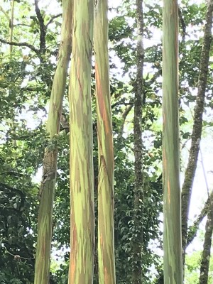 Eucalyptus deglupta