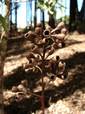 Eucalyptus grandis