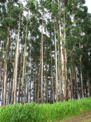 Eucalyptus grandis