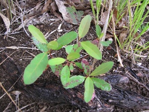 Eucalyptus grandis