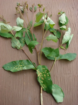 Eucalyptus robusta