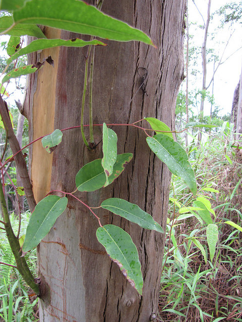 Eucalyptus saligna