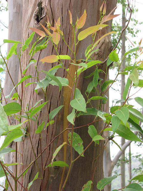 Eucalyptus saligna