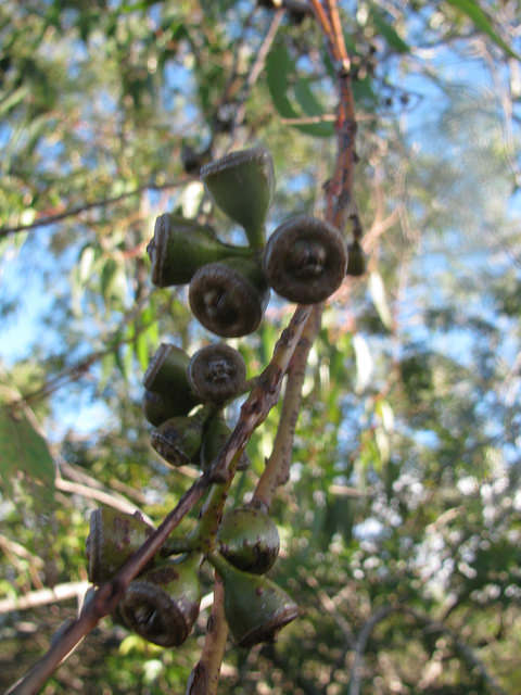 Eucalyptus saligna