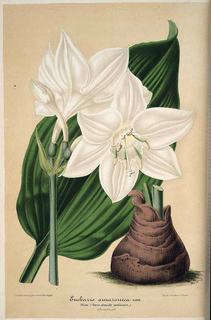 Eucharis amazonica