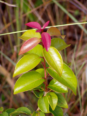 Eugenia axillaris