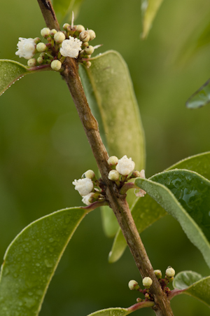 Eugenia axillaris