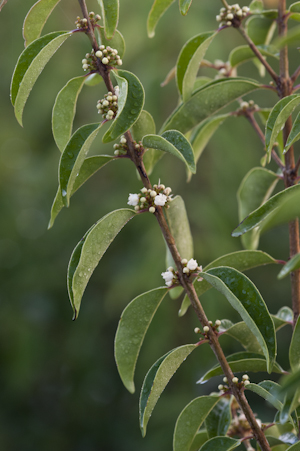 Eugenia axillaris