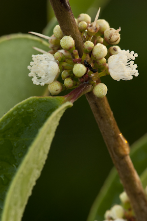 Eugenia axillaris