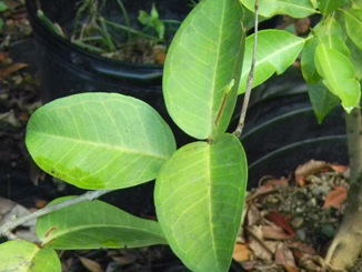 Eugenia borinquensis