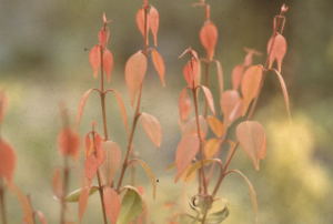 Eugenia confusa