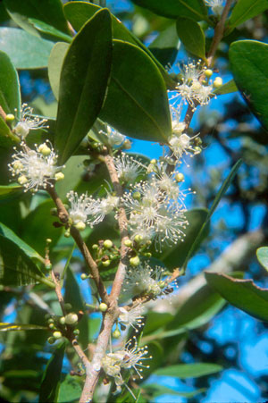 Eugenia foetida