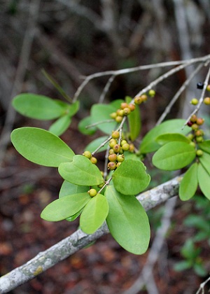 Eugenia foetida