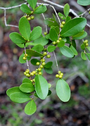 Eugenia foetida