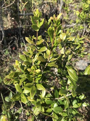 Eugenia foetida