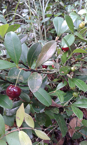 Eugenia ligustrina