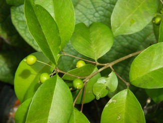 Eugenia pseudopsidium