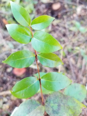 Eugenia uniflora