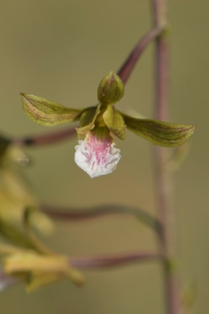 Eulophia graminea