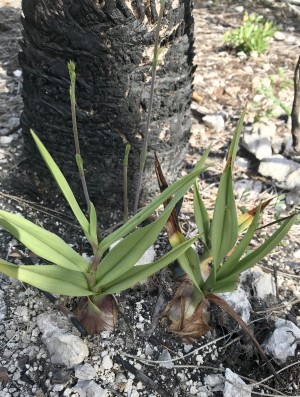 Eulophia graminea