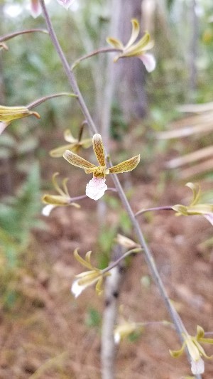 Eulophia graminea