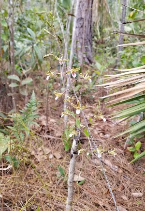 Eulophia graminea