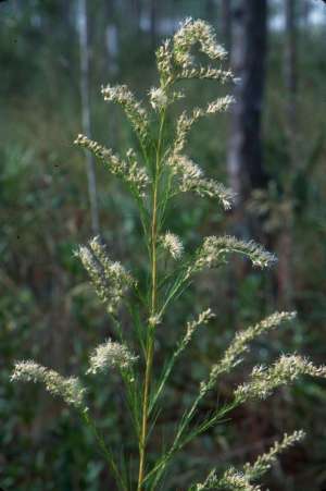 Eupatorium capillifolium