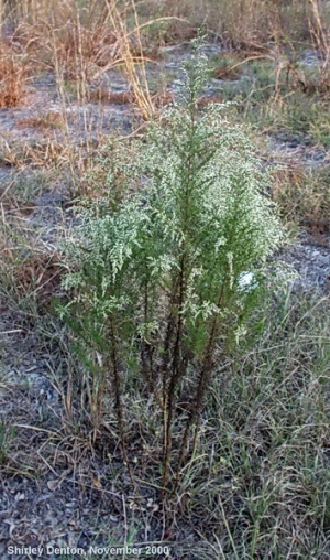 Eupatorium capillifolium