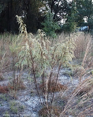 Eupatorium capillifolium