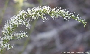 Eupatorium capillifolium