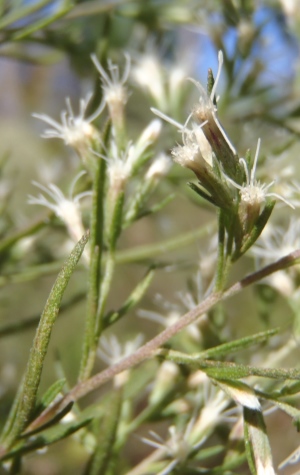 Eupatorium compositifolium