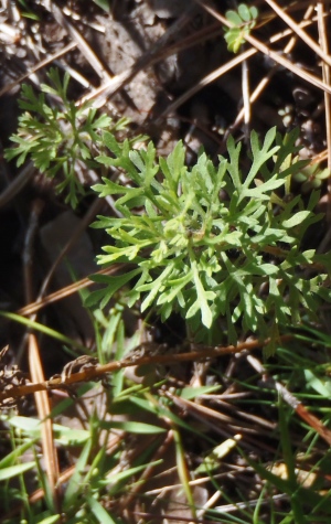 Eupatorium compositifolium