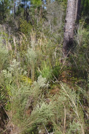 Eupatorium compositifolium