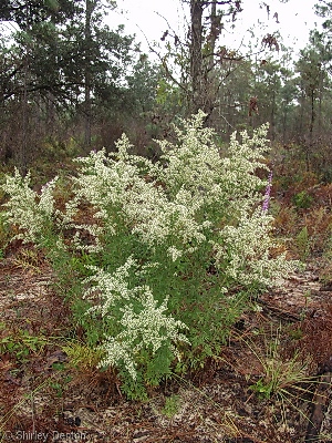 Eupatorium compositifolium