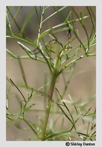 Eupatorium leptophyllum