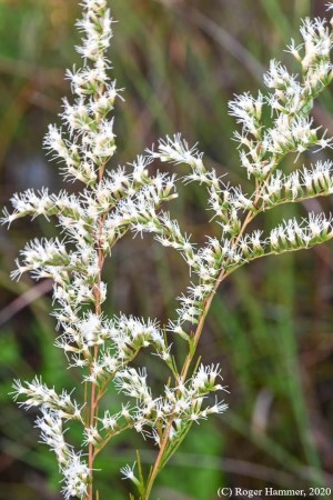 Eupatorium leptophyllum