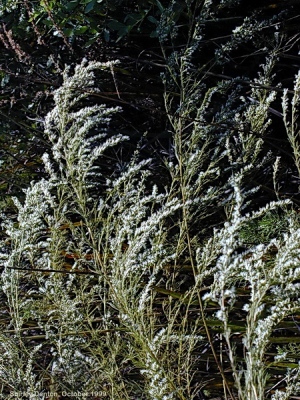 Eupatorium leptophyllum