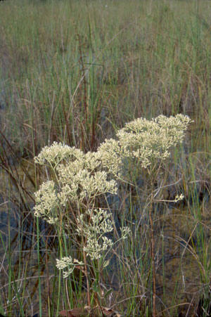 Eupatorium mikanioides